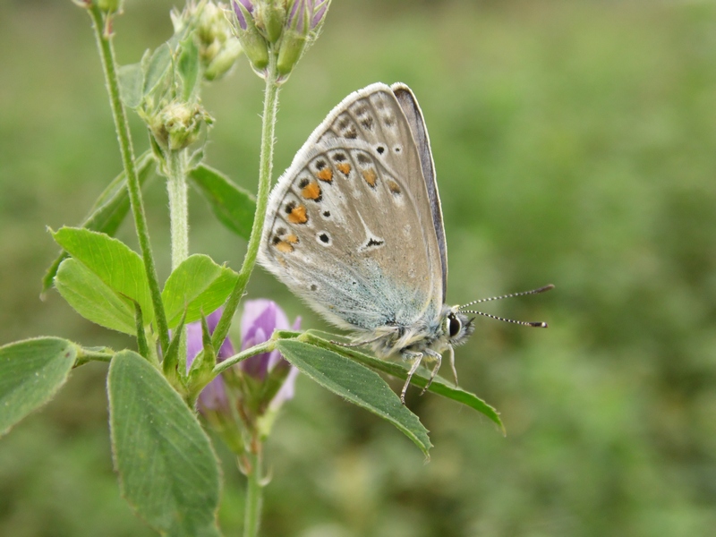 Lycaenidae da determinare